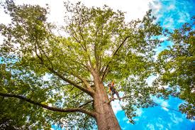 How Our Tree Care Process Works  in  Funny River, AK